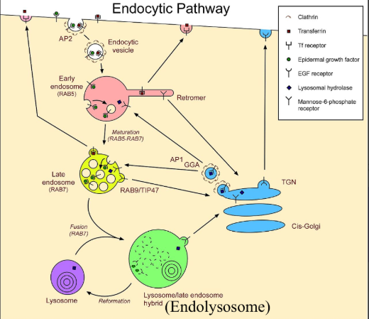 <p>What does clathrin do for adaptor proteins?</p>
