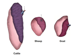 <p>in cattle it is elliptical-shaped (rectangular) in sheep and goats it is somewhat triangular</p>