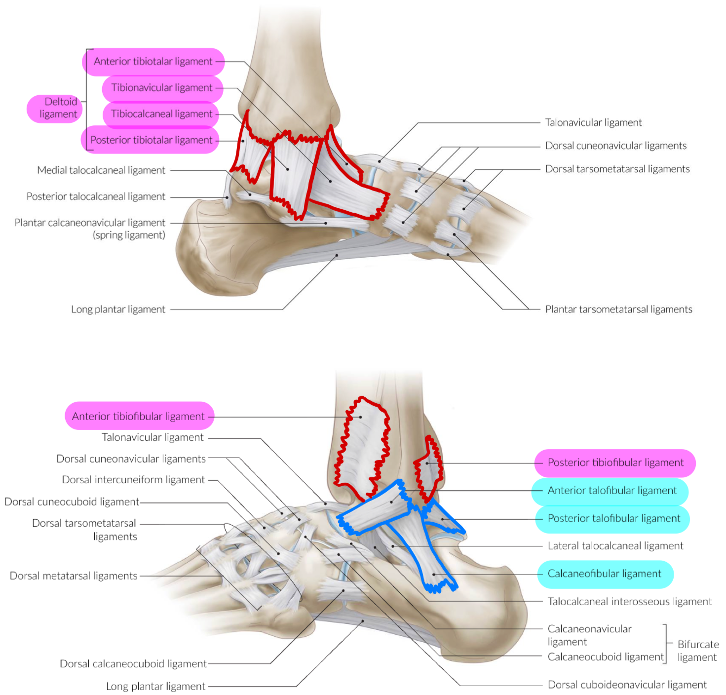 <p>Medial malleolus → Medial tarsal bones (talus, calcenus, navicular)</p><p>4 ligaments</p><ul><li><p>Anterior tibiotalar</p></li><li><p>Tibiocalcaneal</p></li><li><p>Posterior tibiotalar</p></li><li><p>Tibionavicular</p></li></ul><p>Prevent excess ankle eversion</p>