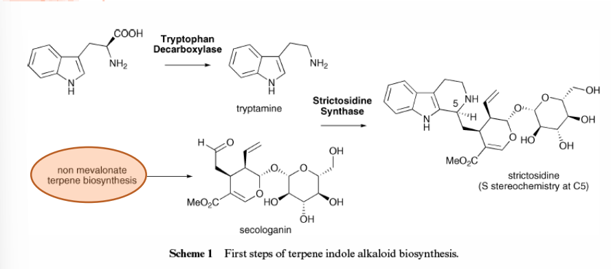 <p>Como o nome indica estes compostos têm uma via biossíntética mista:</p><p>Indolo: vem do triptofano, via dos aminoacidos.</p><p>Monoterpénicos: vem dos monoterpeno da via da desoxixilulose fosfato, mais especificamente da secologanina, um secoiridoide que tem como biopercursor o geraniol.</p>