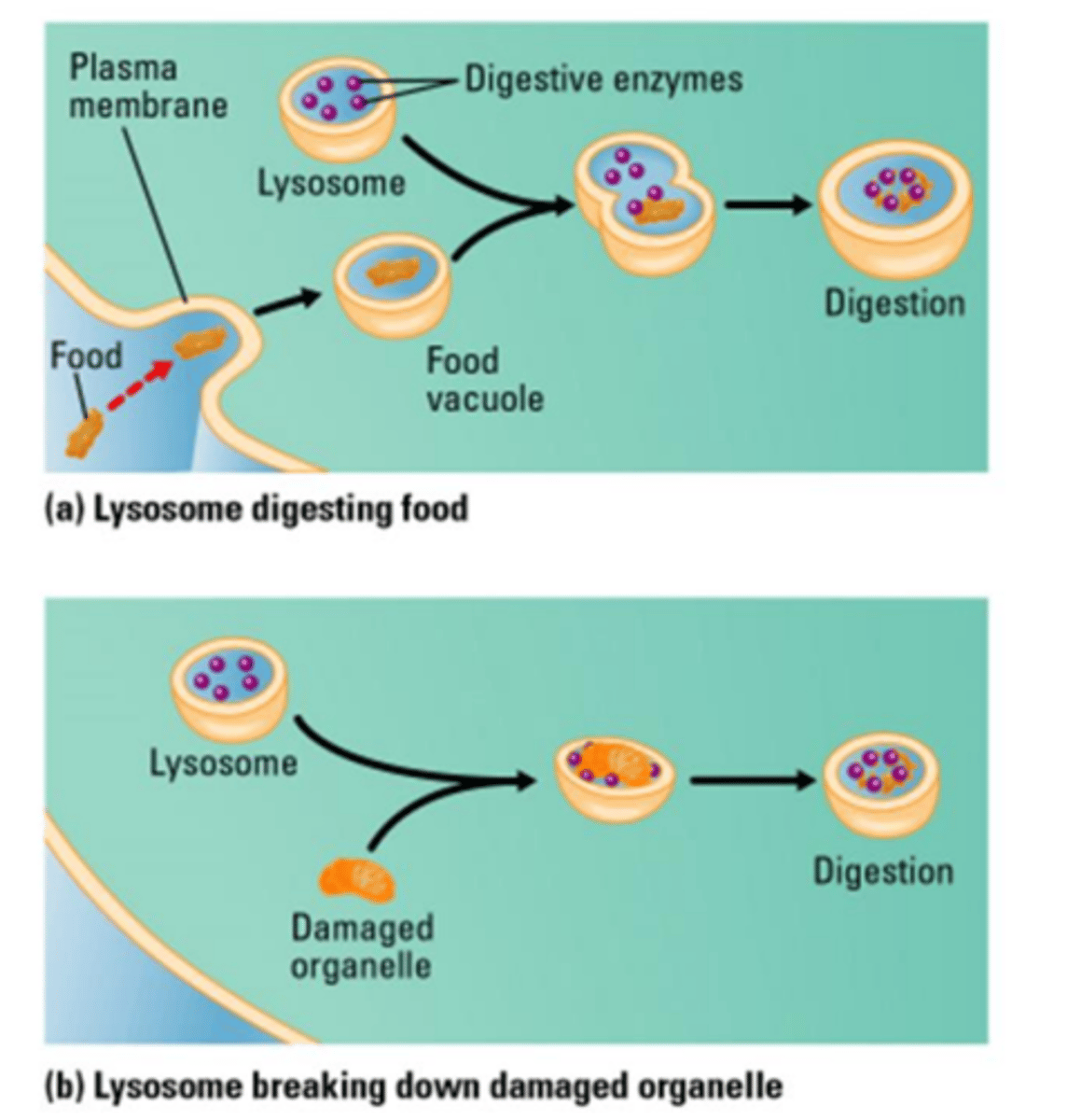 <p>Breaking down substances within the cell.</p>