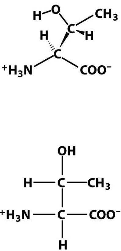 <p>T</p><p>Thr</p><p>Polar, neutral (overall) but charge is not evenly distributed</p>