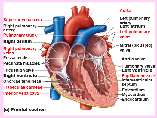 <ul><li><p>right and left pulmonary veins</p></li></ul><p></p>