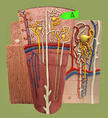 <p>Identify this whole structure (be specific).</p>