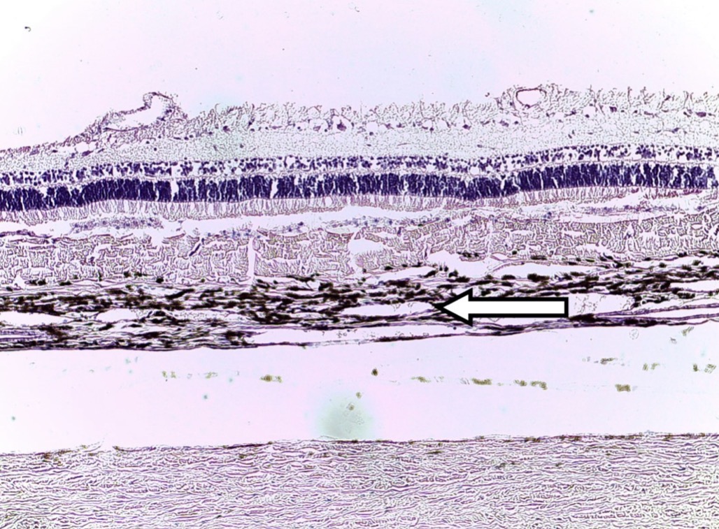 <p>Identify the layer at the pointer.</p>