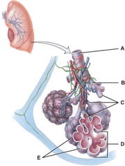 <p>Where is the terminal bronchiole</p>