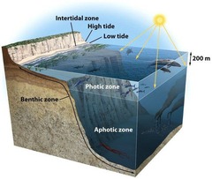 <p>Area where sunlight can reach, allowing for photosynthesis.</p>