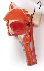 <p>Name this SPECIFIC structure</p>