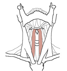 <p>depresses hyoid</p>