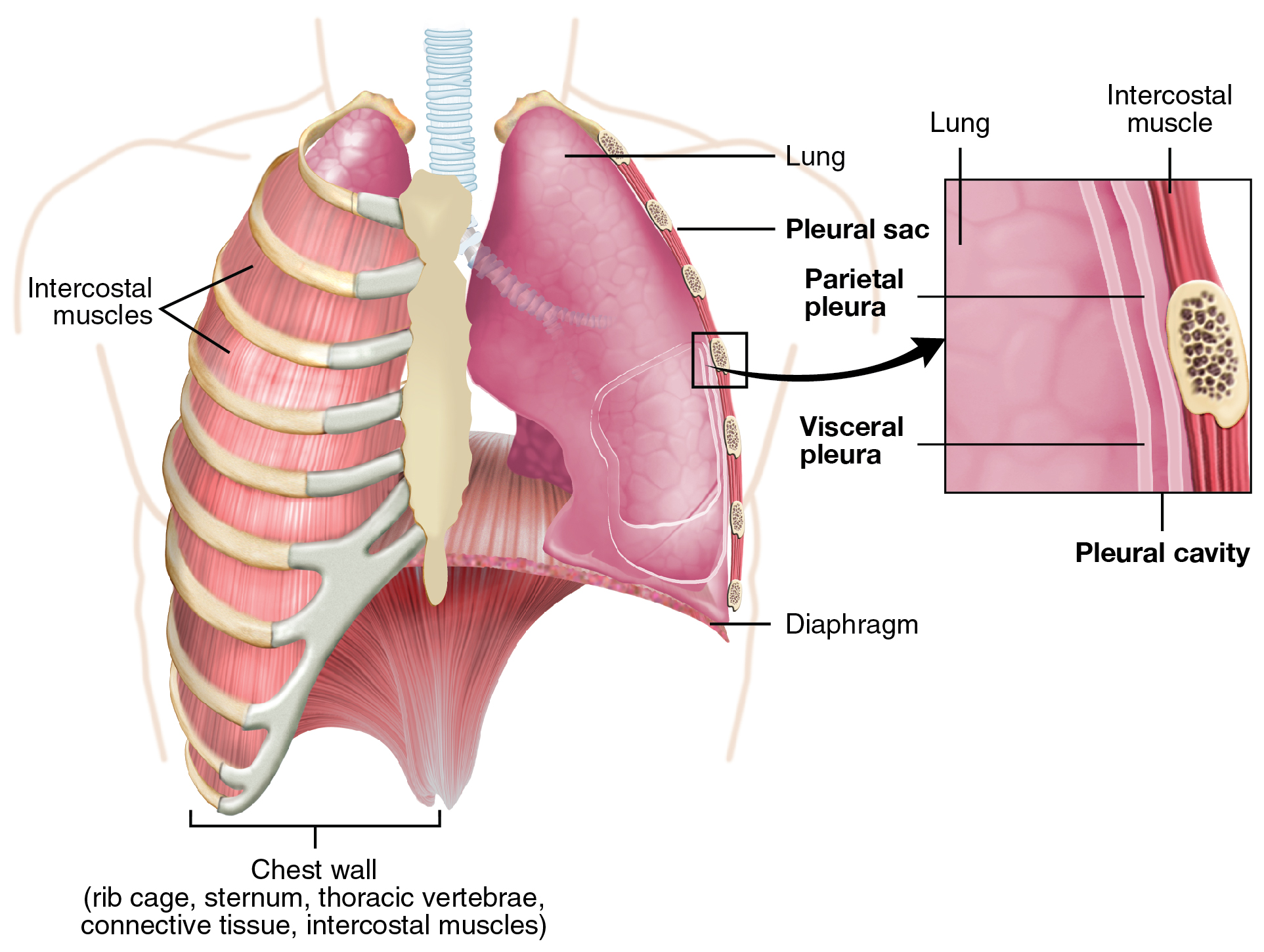 <p>parietal (costal) pleura </p>