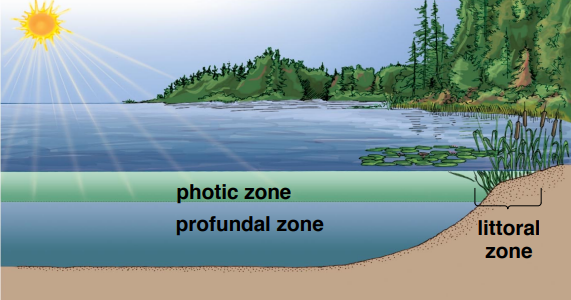 <p>Profundal zone </p>