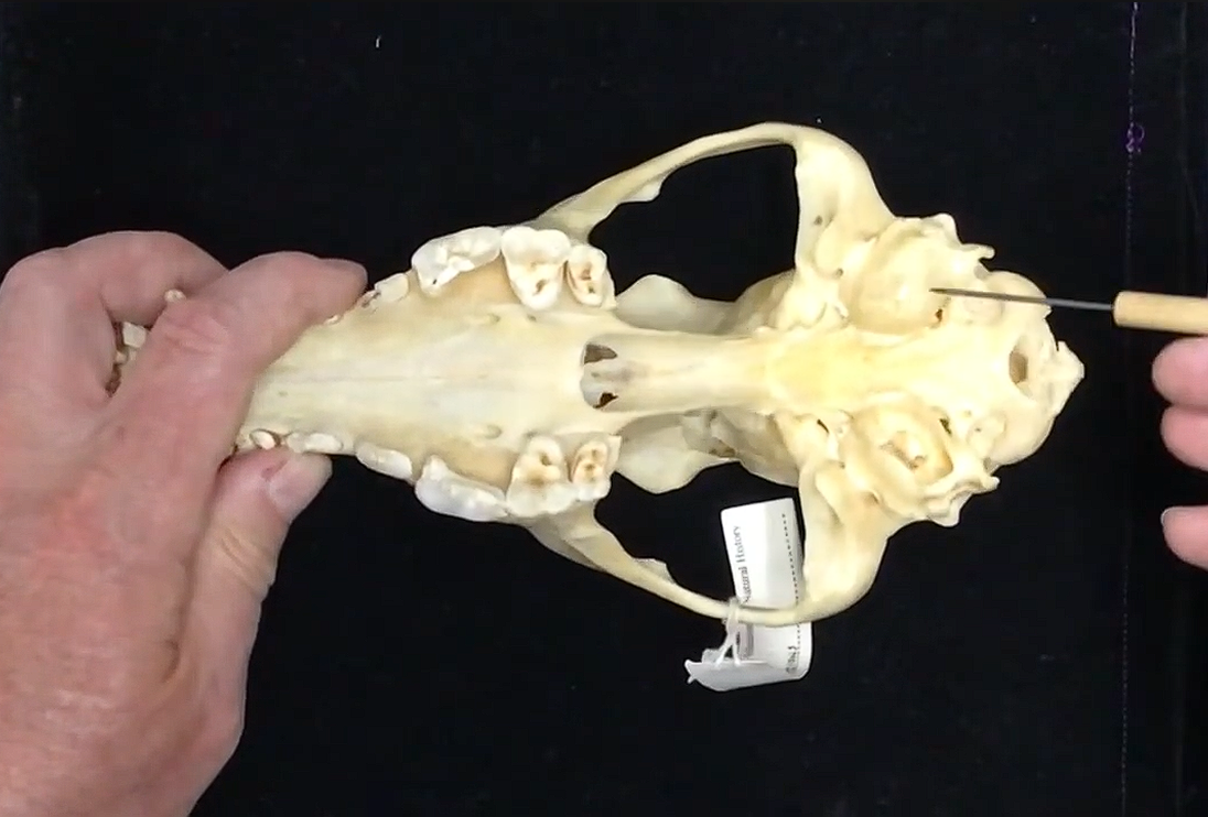 <p>What is this structure?</p>