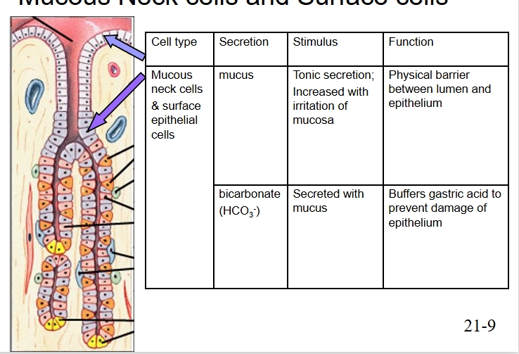 <p>Secrete mucus and bicarbonate </p><p>Stimulated for mucus secretion by tonic secretion or irritation of mucosal layer</p><p>Bicarb secreted with mucus </p><p>Mucus provides physical barrier between lumen and epithelium</p><p>Bicarb buffers gastric acid to prevent epithelial damage</p>