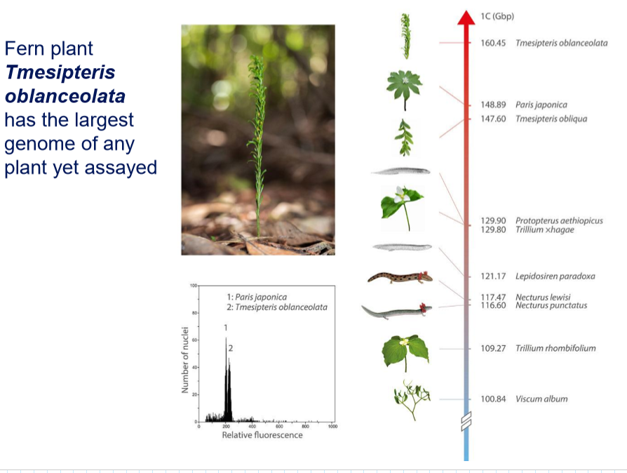 <ol><li><p>Tmesipteris oblanceolata → fork plant (160 Gbp)</p></li><li><p>Paris japonica → canopy plant</p></li></ol><p></p>