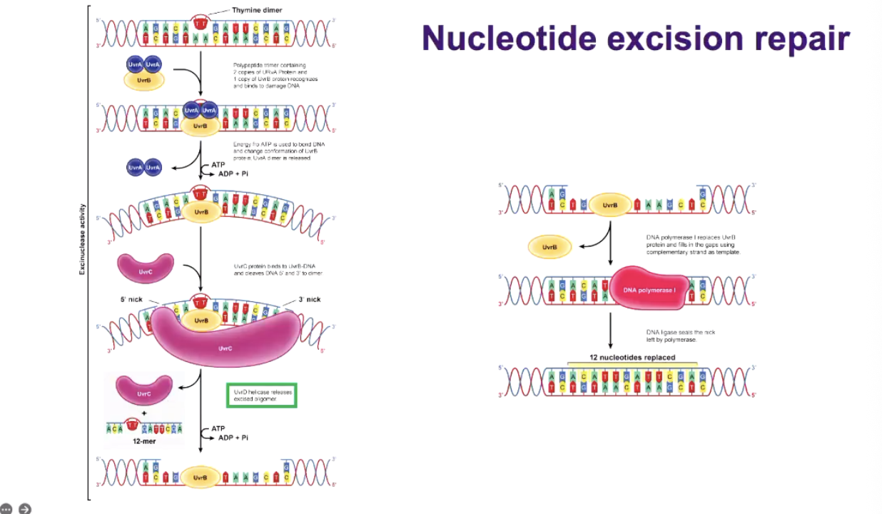 <p class="p1"></p><ol><li><p>NUCLEOTIDE EXCISION REPAIR:</p></li></ol><ul><li><p>UVRB AND UVRA , recognises the big error, then it bends it</p></li><li><p>UVRC cuts it, four bases in one direction, 8 in other direction</p></li><li><p>Then with uvrD it will unwind it and throw it away with the big error</p></li><li><p>Can cell can use it to make other stuff</p></li><li><p>Then DNA polymerase fills it in up&nbsp;</p></li></ul><p class="p2">• ⁃ And liagse glues it back</p><p class="p2"></p><p class="p2">AAAA | BBBBBBBB-XX-BBBB | CCCCC</p>