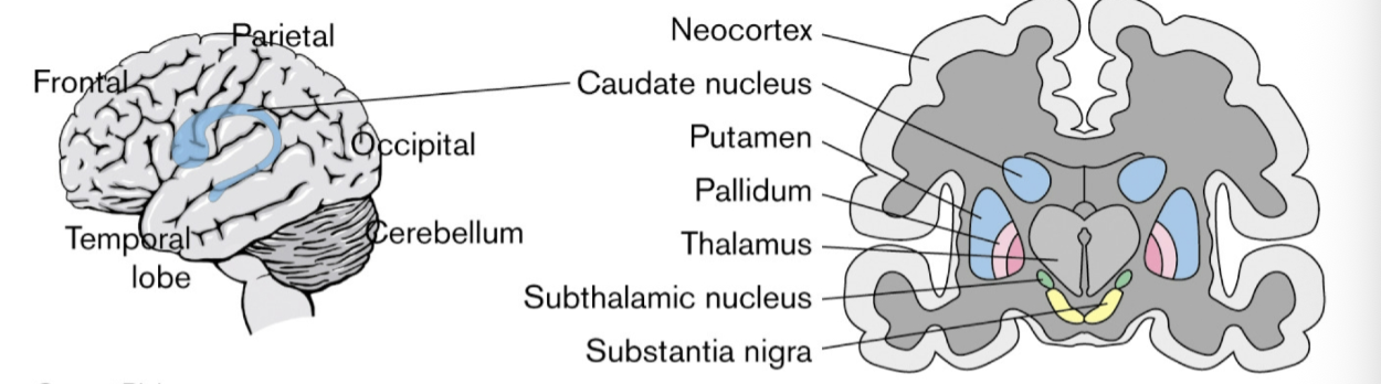<p>3 nuclei (caudate, putamen, globus pallidus), social and goal-oriented behavior, movement, emotions</p><ul><li><p>gray/light tan space between thalamus/hypothalamus and basal ganglia is the internal capsule </p></li></ul><p></p>