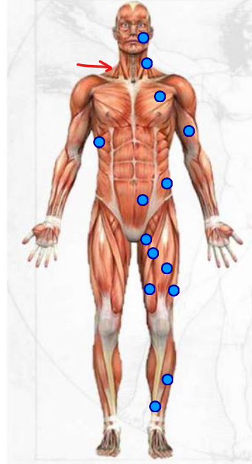 <p>triangular muscle next to the neck </p>