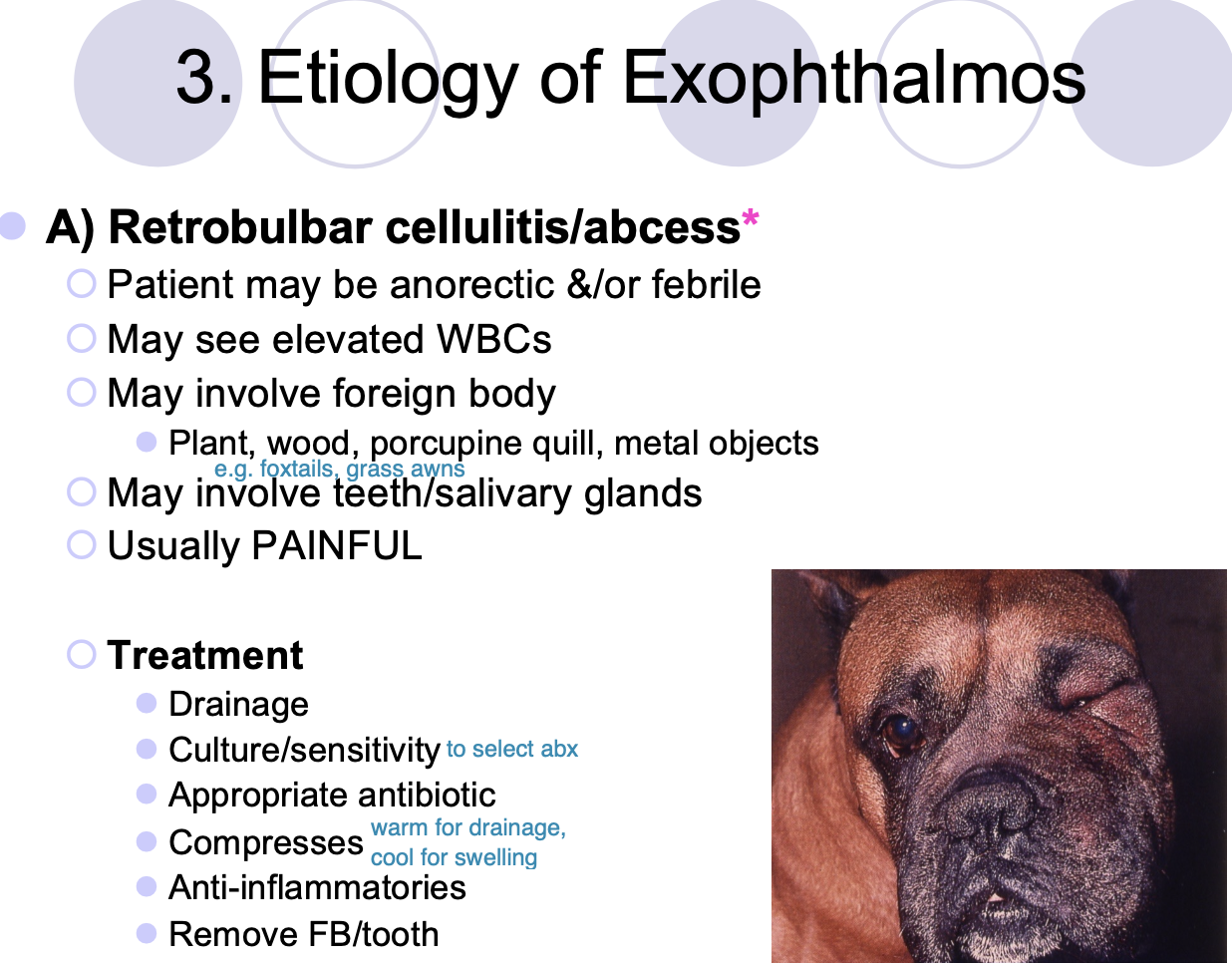 <p>anorectic and/or febrile.</p><p>elevated WBCs.</p><p>involve FB.</p><p>involve teeth/SG.</p>