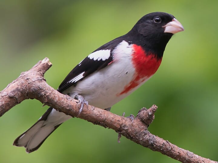 <p>Rose-breasted Grosbeak</p>