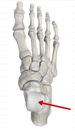 <p>Foot Bones</p>