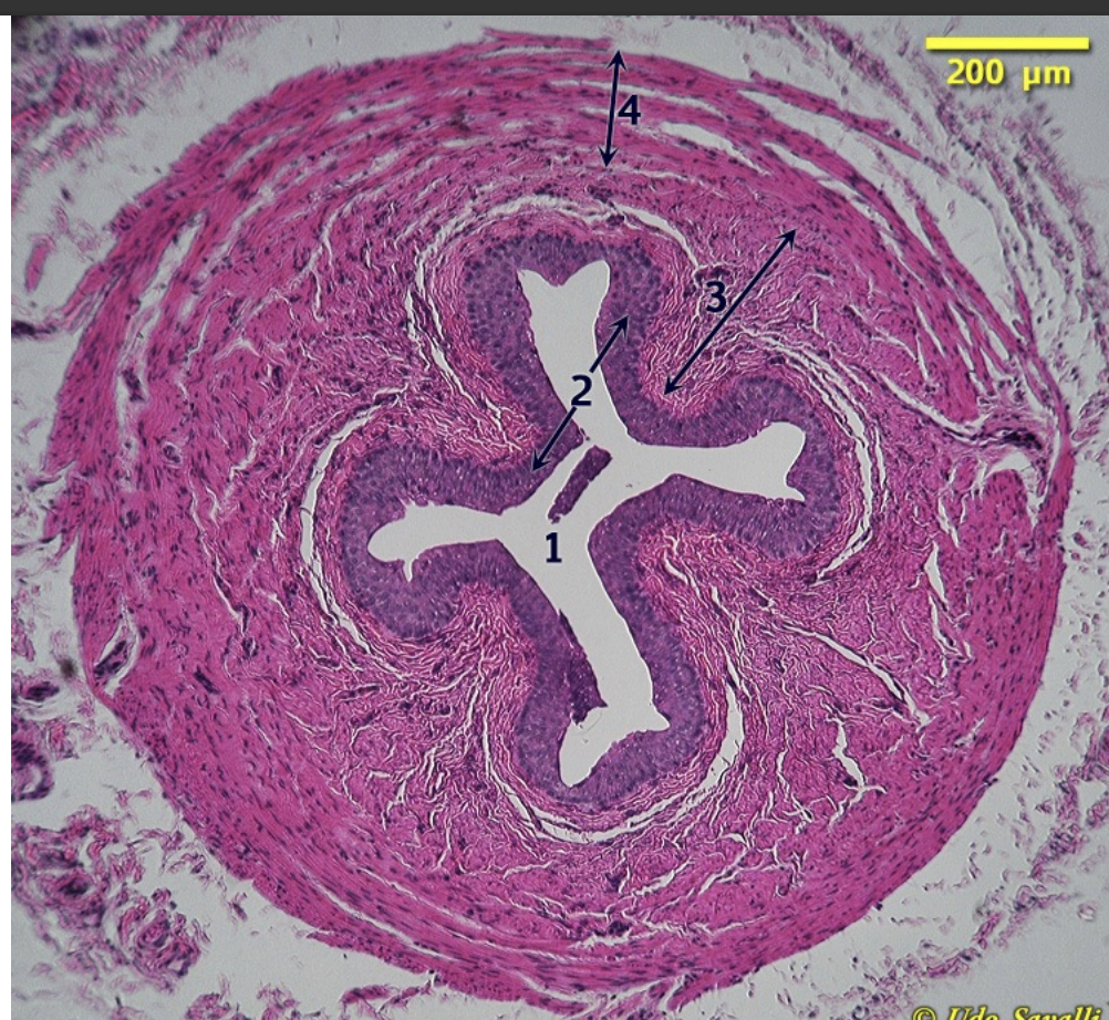 <p>what organ histology</p>