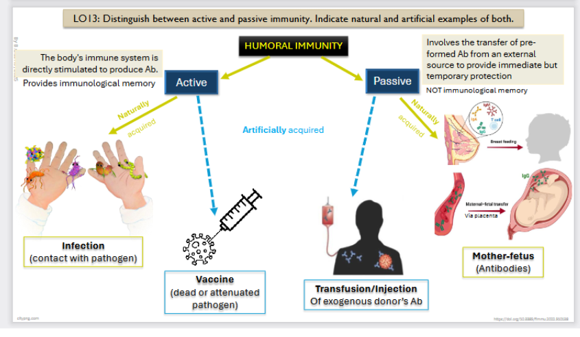 <p><span>The body's immune system is directly stimulated to produce antibodies.</span></p><p><span>It provides an immunological memory.</span></p><p></p><p><span>Can be <strong>naturally aquired:</strong></span></p><ul><li><p><span><strong>Infection </strong>(contact with pathogen)</span></p></li></ul><p></p><p>Can be <strong>artificially aquired:</strong></p><ul><li><p><strong>Vaccine </strong>(dead or attenuated pathogen)</p></li></ul><p></p>