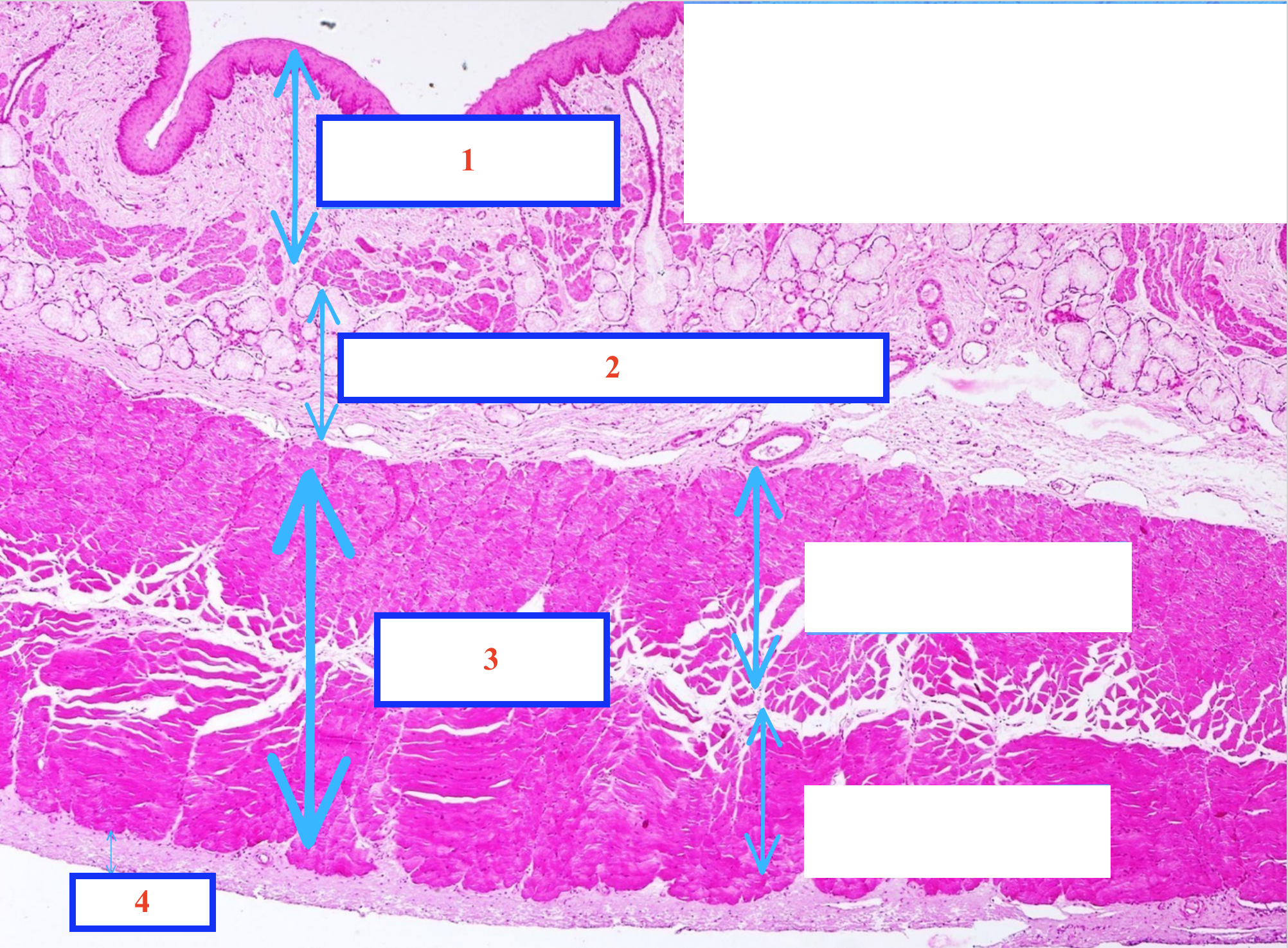 <p>Tầng gì - Tiêu bản gì ?</p>