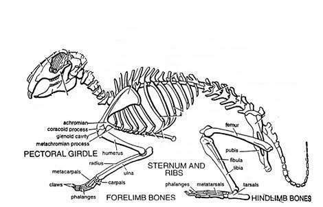 <p>Ulna fuses to radius in older animals, two bones deeply bowed</p><p>Hindlimbs similar to cats, femur flatter and tibia, fibula fused</p><p>Calcaneous of tarsal bone prominent</p>