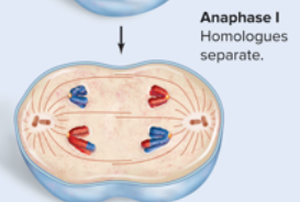 <p>Homologues Separate</p>