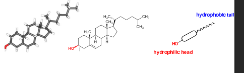 <ul><li><p>OH group is polar,hydrophillic so can do hydrogen bonding</p></li><li><p>alchohol can be HBD+HBA</p></li></ul><p></p>