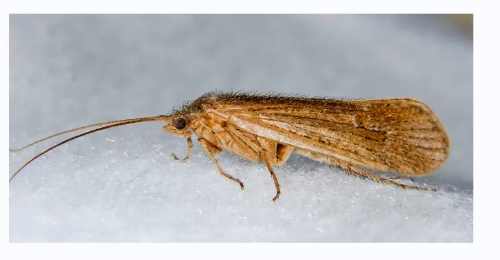 <p>Caddiesflies</p>