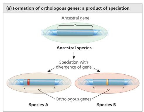 <p>divergent evolution across two species </p>