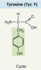 <p>Cyclic</p>