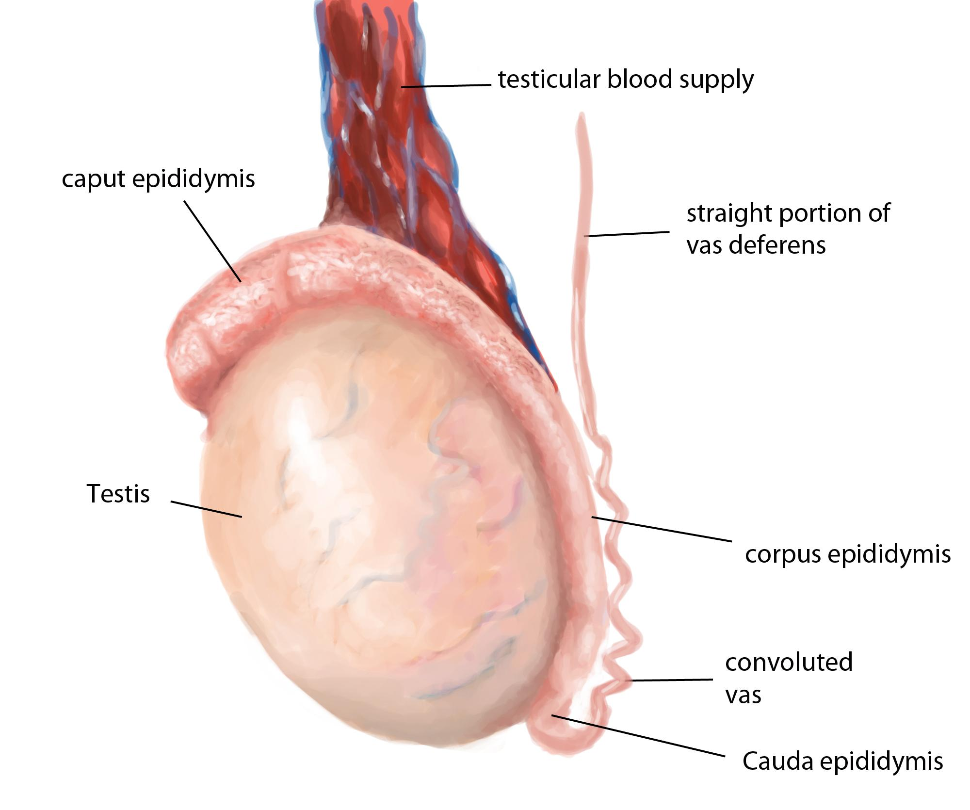 <p>The<strong> testes and epididymis</strong> are paired structures, located<strong> within the scrotum</strong>. The testes are the site of <strong>sperm production and hormone synthesis</strong>, while the epididymis has a role in the<strong> storage of sperm</strong>.</p>