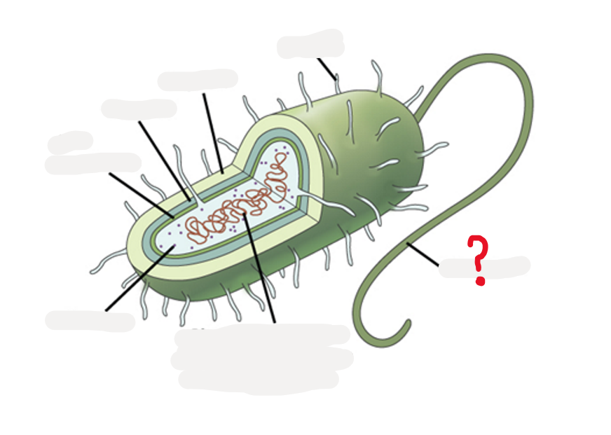 <p>What is this part of the bacteria and what does it do?</p>