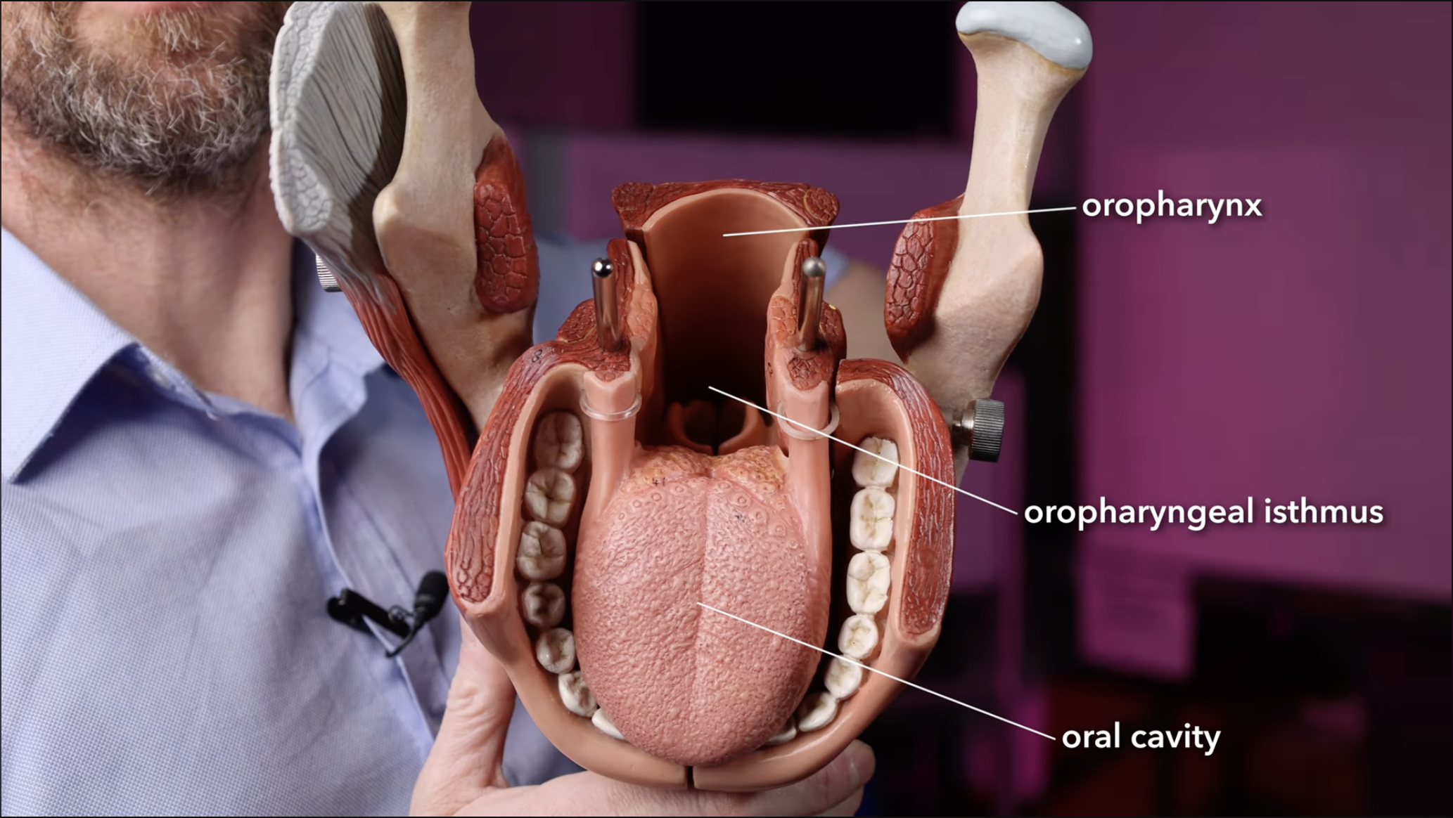 <p>The region of the pharynx visible through the oral fissure</p>