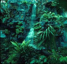 <p>tropical rainforest</p>