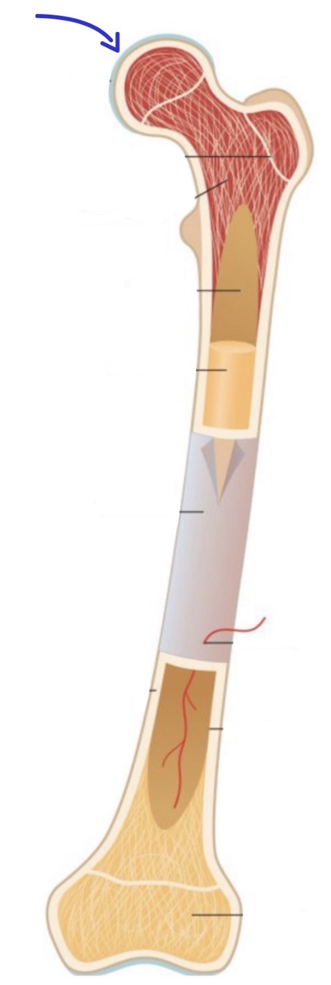 <p><strong>Name the following</strong></p>