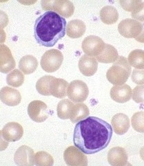 <p>Cellular and humoral immunity. Produced in lymphoid tissue</p>