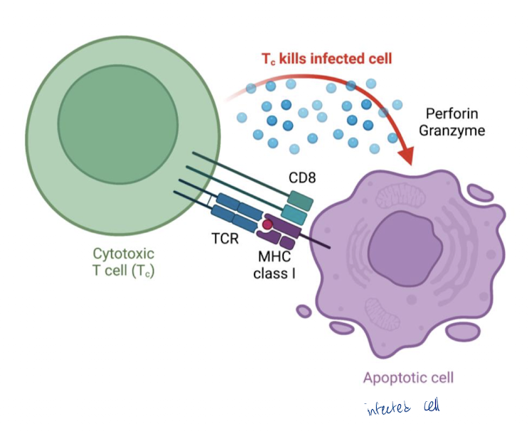 <p>bind viral/tumor peptides</p><p>Present to cytotoxic (CD8) T-cell</p><ul><li><p>10-100 identical Ag-MHCI complexes needed to induce response</p></li><li><p>after contact, CD8 T-cell produces granzyme and perforin to lyse cell</p></li></ul><p></p>