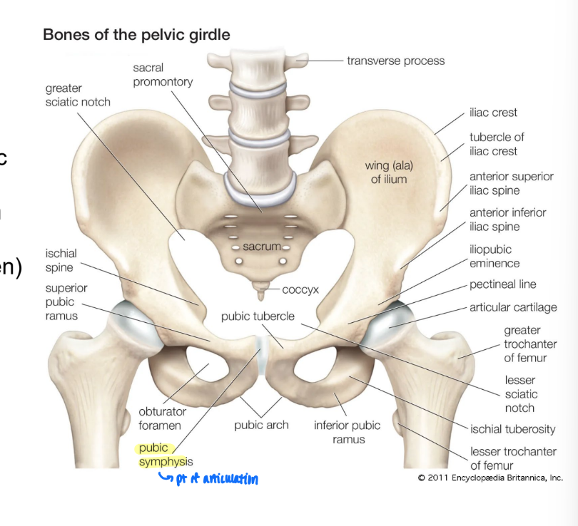<ul><li><p>pt of articulation between R and L hip bone</p></li></ul><p></p>