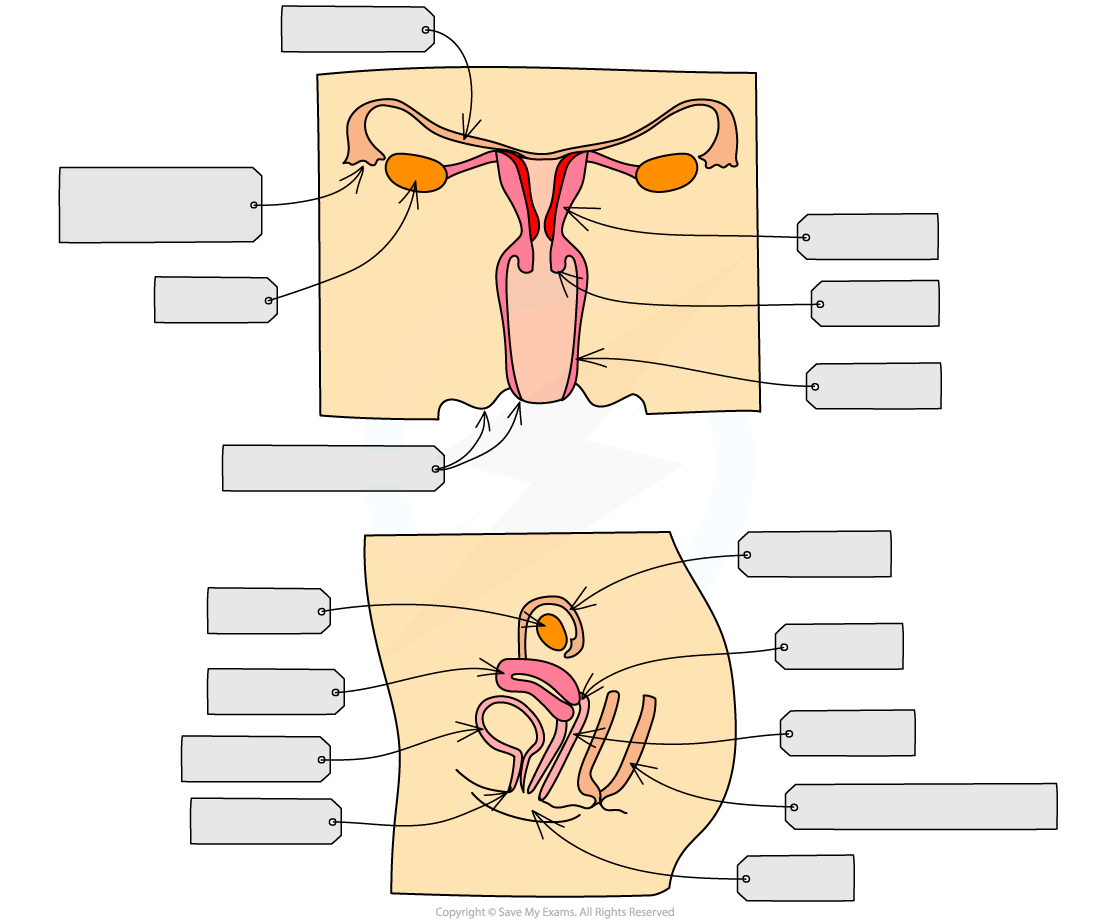 <p>label the female reproductive system</p>
