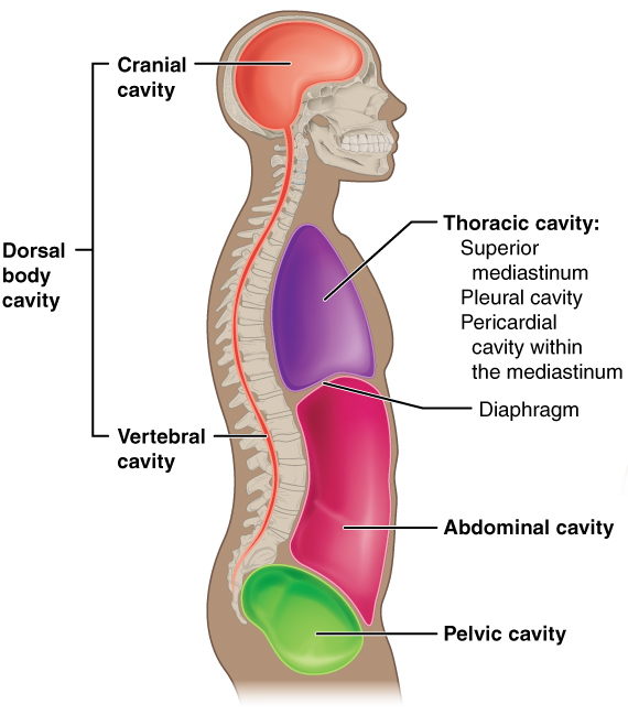<p>Space within the ring formed by the sacrum and hip bones that encloses the terminal part of the large intestine, urinary bladder, and the internal reproductive organs</p>