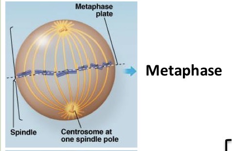 <ul><li><p>Chromosomes align on the metaphase plate</p></li><li><p>Kinetochore microtubules are attached to the kinetochore on each sister chromatid</p></li></ul><p></p>