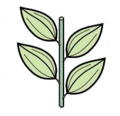 <p>arranged singly, often spirally, along an axis (e.g. one leaf per node)</p>