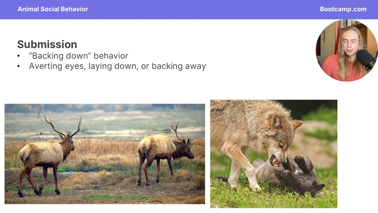 <p>averting eyes, laying down, or backing away </p>