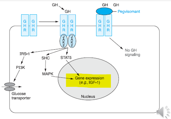 <p>JAK2–STAT pathway</p><p>PI3K pathway</p><p>MAPK pathway</p>