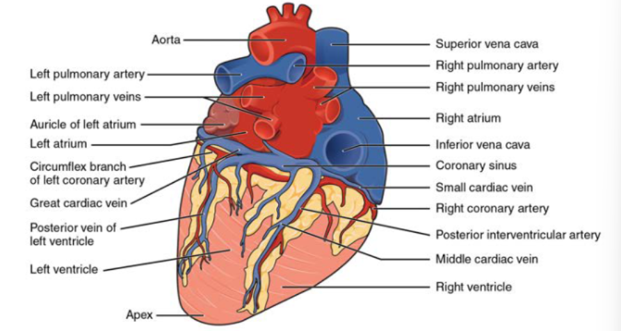 <ul><li><p>consist of the:</p><ul><li><p>left atrium and a small portion of the right atrium</p></li></ul></li></ul><p></p>