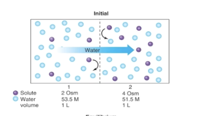 <p>selectievely permeable membrane, only permeable to water</p><p>what will happen here</p><p>what will happen to the volume on both sides </p><p>what is movement of water linked to , it happens when </p>