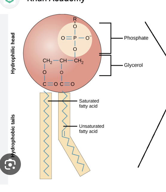 <p>Makes membrane more fluid as fatty acid has a double bond thus a kink, so can pack less tightly together. Optimal in colder environments when the fluidity needs to be maintained even through cold temperatures (which can cause the membrane to firm up). </p>